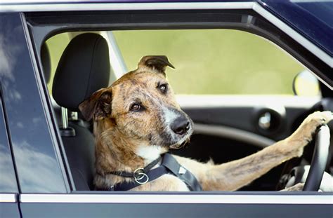 Car dog. Things To Know About Car dog. 